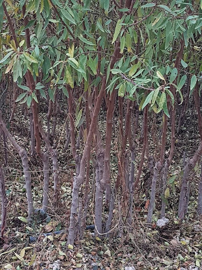 Imagen de Viveros Bombonfruit situado en Yéchar, Murcia