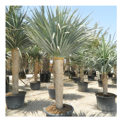 Imagen de Viveros Botánica Levantina. Viveros de palmaceas y plantas mediterráneas. situado en Elche, Alicante