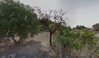 Imagen de Viveros Canós S.L. situado en Torres, Alicante