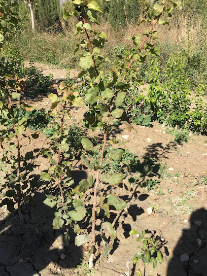 Imagen de Viveros Caravaca situado en Benablón, Murcia