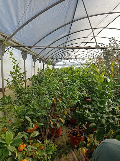 Imagen de Viveros Central Almacen y Finca situado en Sant Jordi, Castellón