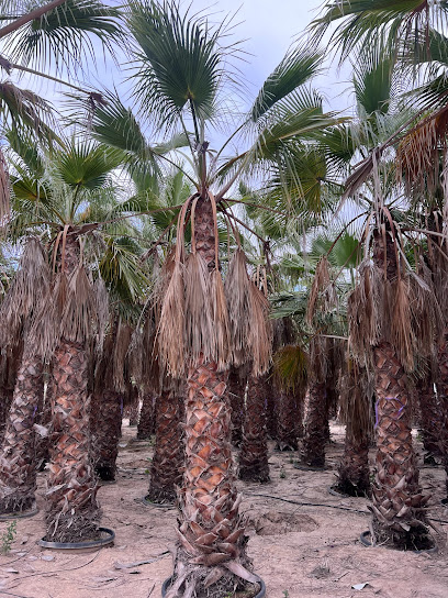 Imagen de Viveros Costa Verde SL situado en nan, Alicante