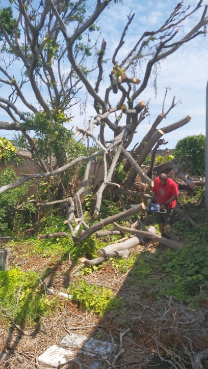 Imagen de Viveros Del Puerto situado en Veracruz, Ver.
