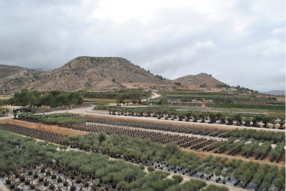 Imagen de Viveros Elche situado en Aspe, Alicante