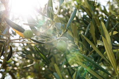 Imagen de Viveros Hidalgo. Vivero de olivos en Córdoba situado en Córdoba, Córdoba