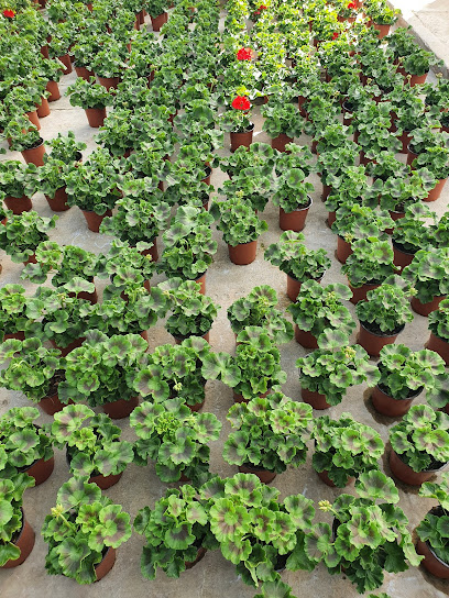 Imagen de Viveros Jardinería TAMARIX situado en Daimiel, Ciudad Real