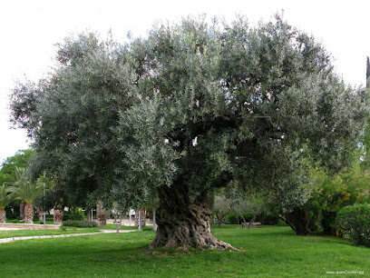 Imagen de Viveros Mediflora (Greenplanter S.L.) situado en Elche, Alicante