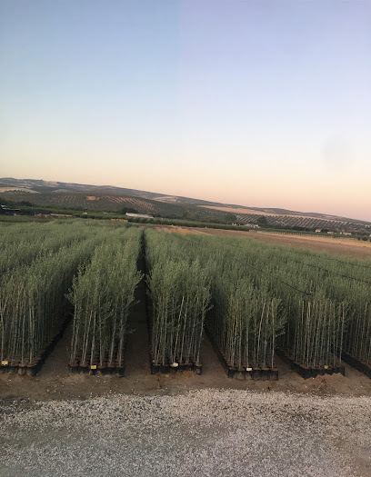 Imagen de Viveros Montes situado en Castro del Río, Córdoba