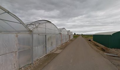 Imagen de Viveros Nieves Murillo situado en Ribaforada, Navarra