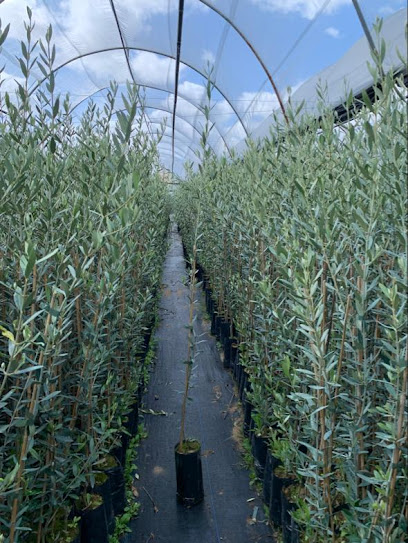 Imagen de Viveros Olivos, Almendros y Asesoramiento Técnico, TecnoAgricultura situado en Castro del Río, Córdoba