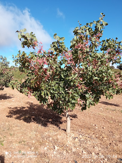 Imagen de Viveros PISTAPLANT situado en Otura, Granada