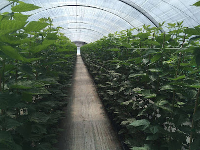 Imagen de Viveros Plantberrys situado en Mozoncillo, Segovia