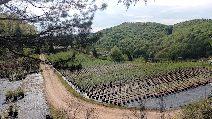 Imagen de Viveros Tortadès situado en Sant Hilari Sacalm, Girona