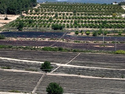 Imagen de Viveros Vila situado en Aielo de Malferit, Valencia