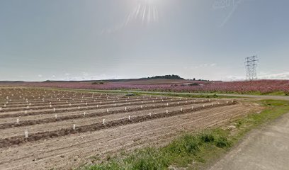 Imagen de Viveros Vila situado en Torres de Segre, Lleida