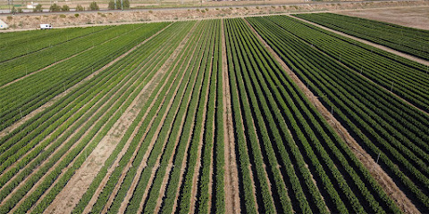 Imagen de Viveros Vitis Ortiz S.L. situado en Aielo de Malferit, Valencia