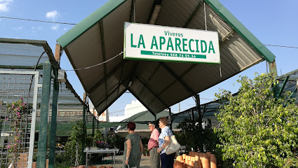 Imagen de Viveros la Aparecida situado en Cehegín, Murcia