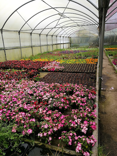 Imagen de Viveros la Florida, plantas y frutales situado en nan, Pontevedra