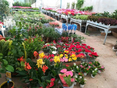 Imagen de Viveros y Floristería Martinez situado en Villalgordo del Júcar, Albacete