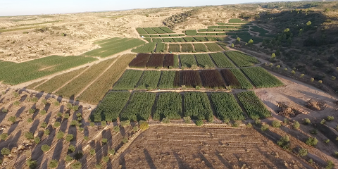 Imagen de Vivers Sisco Palau, Escotevall situado en Soses, Lleida