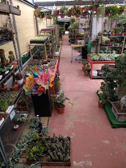 Imagen de cactuscoleccion situado en Badajoz, Badajoz